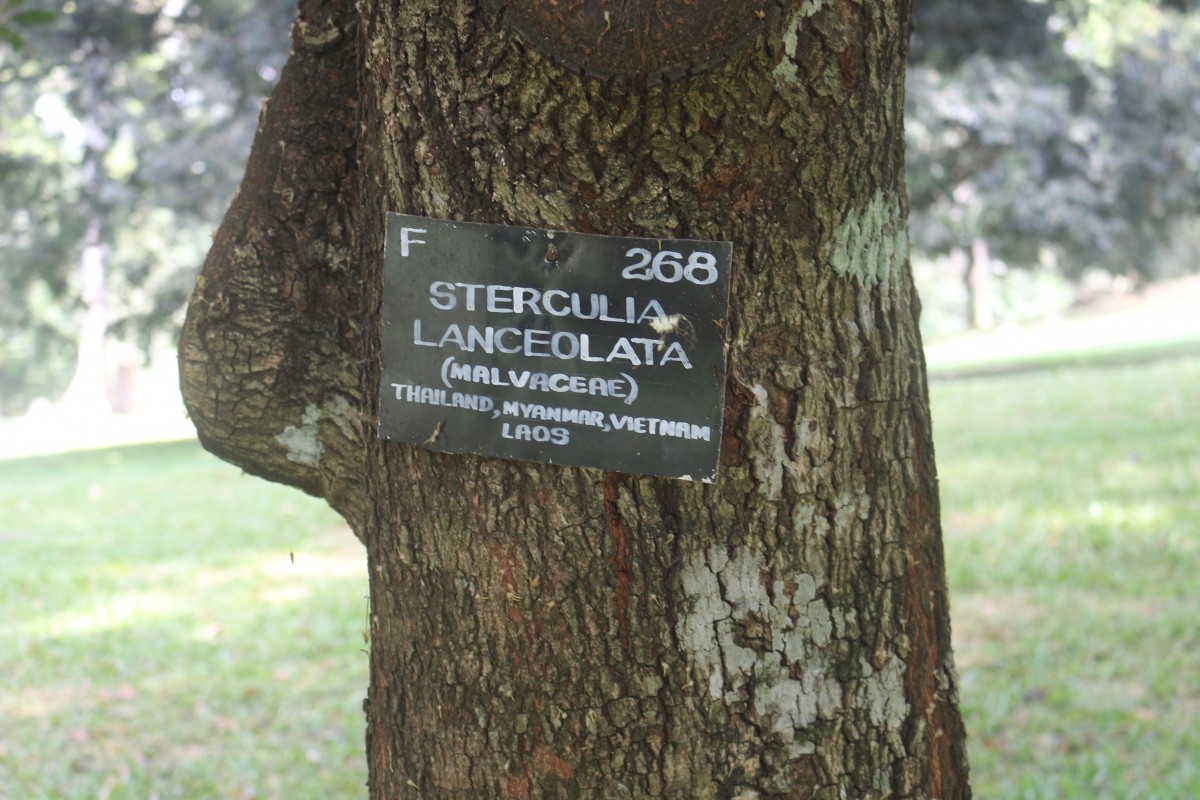 Sterculia lanceolata Cav.